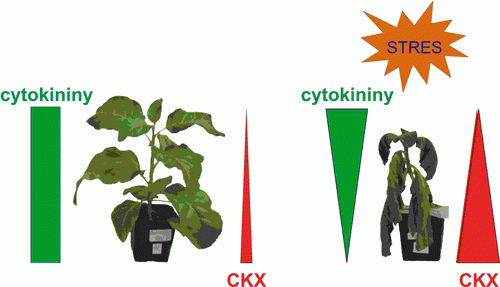 Schéma regulace hladiny aktivních cytokininů za sucha.